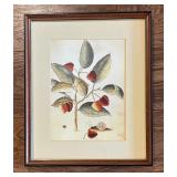 Framed Botanical Artwork with Fruit and Snail Illustration