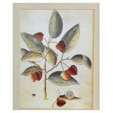 Framed Botanical Artwork with Fruit and Snail Illustration
