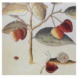 Framed Botanical Artwork with Fruit and Snail Illustration