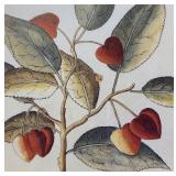 Framed Botanical Artwork with Fruit and Snail Illustration