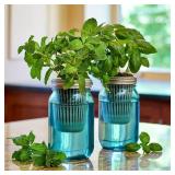 NEW Modern Sprout NEW Modern Sprout