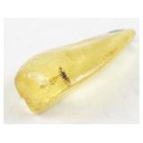 Termite Preserved in Amber Specimen 8.9 Grams