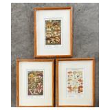(2) Champignons Comestibles and Champignons Veneneux Prints