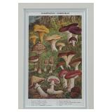 (2) Champignons Comestibles and Champignons Veneneux Prints