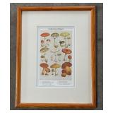 (2) Champignons Comestibles and Champignons Veneneux Prints
