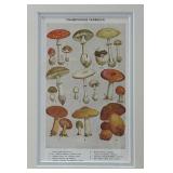 (2) Champignons Comestibles and Champignons Veneneux Prints
