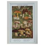 (2) Champignons Comestibles and Champignons Veneneux Prints