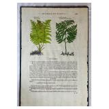 Set of 3 Antique Botanical Engraved Prints