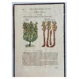 Set of 3 Antique Botanical Engraved Prints