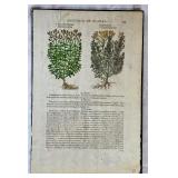 Set of 3 Antique Botanical Engraved Prints