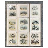 Collection of 9 Frank Naralle Scollick Bird Lithographs