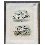 Collection of 9 Frank Naralle Scollick Bird Lithographs