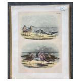 Collection of 9 Frank Naralle Scollick Bird Lithographs