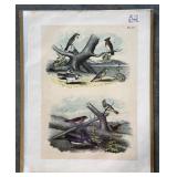 Collection of 9 Frank Naralle Scollick Bird Lithographs