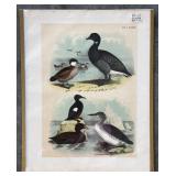 Collection of 9 Frank Naralle Scollick Bird Lithographs
