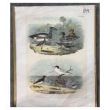 Collection of 9 Frank Naralle Scollick Bird Lithographs