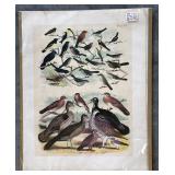 Collection of 9 Frank Naralle Scollick Bird Lithographs