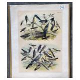 Collection of 9 Frank Naralle Scollick Bird Lithographs