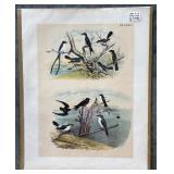 Collection of 9 Frank Naralle Scollick Bird Lithographs