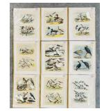 Set of 9 Antique Bird Lithograph Plates