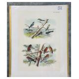 Set of 9 Antique Bird Lithograph Plates