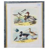 Set of 9 Antique Bird Lithograph Plates