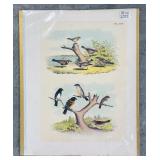 Set of 9 Antique Bird Lithograph Plates