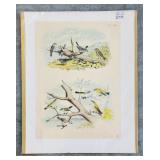 Set of 9 Antique Bird Lithograph Plates