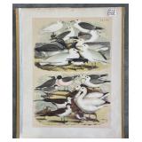 Set of 9 Antique Bird Lithograph Plates