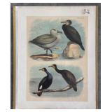 Set of 9 Antique Bird Lithograph Plates