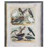 Set of 9 Antique Bird Lithograph Plates