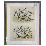 Set of 9 Antique Bird Lithograph Plates
