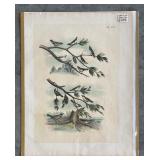 Set of 9 Antique Bird Lithograph Plates