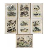 Set of 7 Hand Colored 1800’s Antique Bird Prints