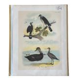 Set of 7 Hand Colored 1800’s Antique Bird Prints