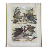 Set of 7 Hand Colored 1800’s Antique Bird Prints