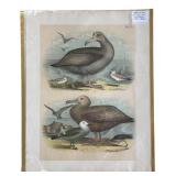 Set of 7 Hand Colored 1800’s Antique Bird Prints
