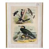 Set of 7 Hand Colored 1800’s Antique Bird Prints