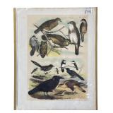 Set of 7 Hand Colored 1800’s Antique Bird Prints