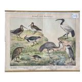 Set of 7 Hand Colored 1800’s Antique Bird Prints