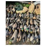 Large Collection of Duck and Goose Hunting Decoys