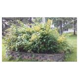 Cabin Teardown;  Raspberry Plants.