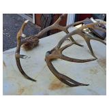 Lot of (2) Antlers | Assorted