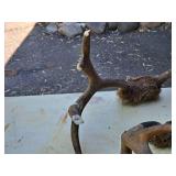 Lot of (2) Antlers | Assorted