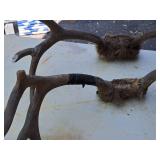 Lot of (2) Antlers | Assorted