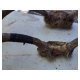 Lot of (2) Antlers | Assorted