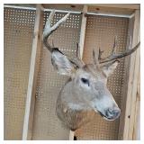 10 Pt Buck Mount from South Western Minnesota