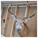 10 Pt Buck Mount from South Western Minnesota