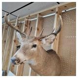 10 Pt Buck Mount from South Western Minnesota