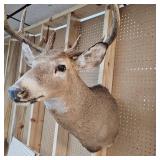 10 Pt Buck Mount from South Western Minnesota